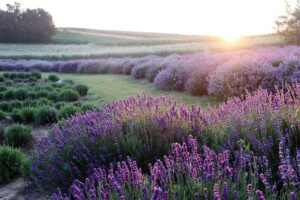 How to use herbs for powerful love magic rituals