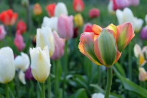 The picture shows flowers growing in a garden.